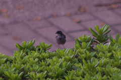 Curruca melanocephala