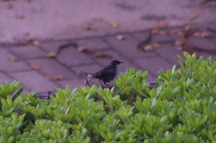 Curruca melanocephala