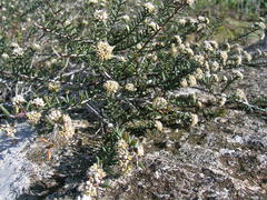 Phylica glabrata