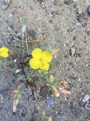 Eulobus crassifolius