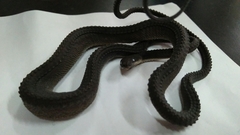 Xenodermus javanicus