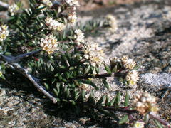 Phylica glabrata
