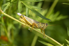 Melanoplus differentialis