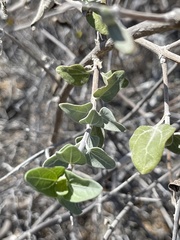 Bahiopsis chenopodina