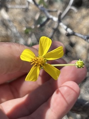 Bahiopsis chenopodina