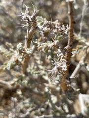 Errazurizia benthamii