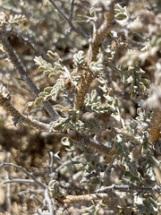 Errazurizia benthamii