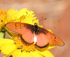 Acraea lygus