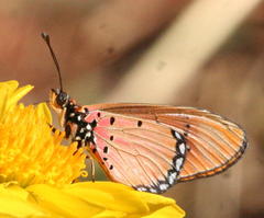 Acraea lygus