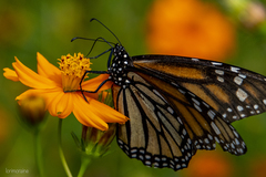 Danaus plexippus
