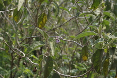 Solanum campylacanthum
