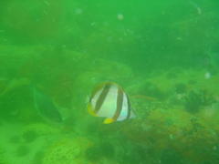 Chaetodon marleyi