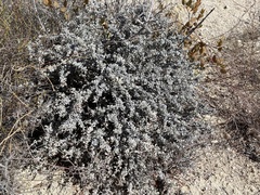 Eriogonum pondii