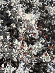 Eriogonum pondii