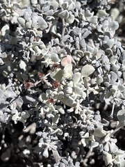 Eriogonum pondii