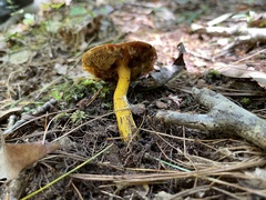 Aureoboletus auriflammeus