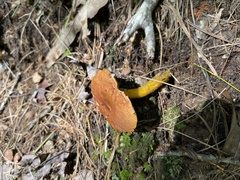 Aureoboletus auriflammeus