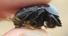 Scarabaeus hottentorum