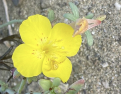 Eulobus crassifolius