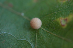 Atrusca carolina