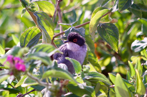 Curruca cabecinegra (Curruca melanocephala)
