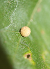 Atrusca carolina