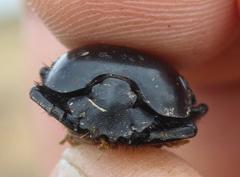 Scarabaeus hottentorum