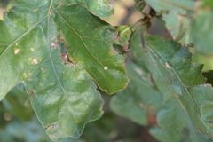 Atrusca carolina