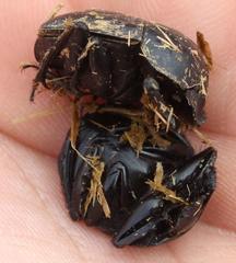 Scarabaeus hottentorum