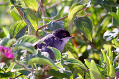 Curruca melanocephala