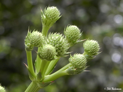 Eryngium paniculatum