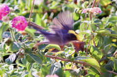 Curruca melanocephala