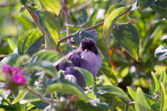 Curruca melanocephala