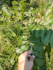 Carya illinoinensis