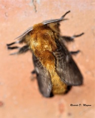 Megalopyge uruguayensis