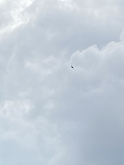 Parabuteo unicinctus