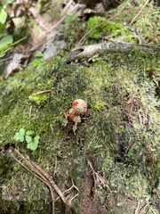 Calostoma ravenelii ravenelii