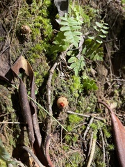 Calostoma ravenelii ravenelii