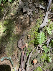 Calostoma ravenelii ravenelii