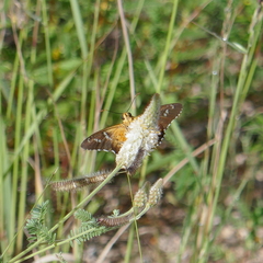 Apyrrothrix araxes