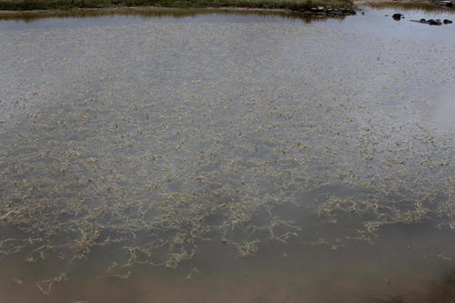 Round-fruited Water-crowfoot (Ranunculus sphaerospermus)