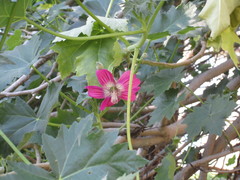 Malva assurgentiflora