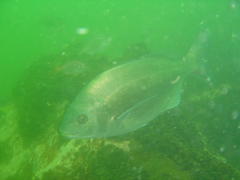 Pachymetopon blochii