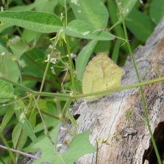 Abaeis mexicana