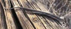 Urosaurus graciosus