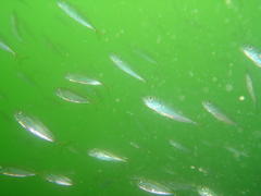 Trachurus trachurus