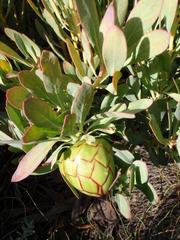 Protea effusa
