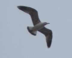 Larus