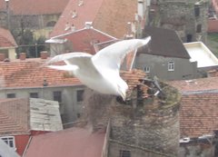 Larus