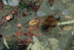 Trimma caudomaculatum